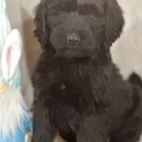 Winston , a male Labradoodle and Poodle - Standard  for sale in Lakeland, FL – Photo 3 of 10