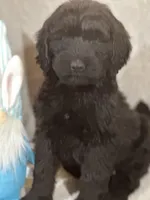 Winston , a male Labradoodle for sale in Lakeland, FL – Photo 3 of 10