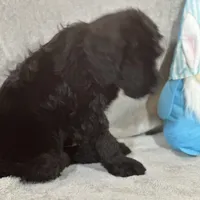 Winston , a male Labradoodle and Poodle - Standard  for sale in Lakeland, FL – Photo 6 of 10
