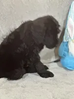 Winston , a male Labradoodle for sale in Lakeland, FL – Photo 6 of 10