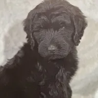 Winston , a male Labradoodle and Poodle - Standard  for sale in Lakeland, FL – Photo 2 of 10