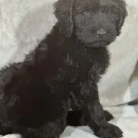 Winston , a male Labradoodle and Poodle - Standard  for sale in Lakeland, FL – Photo 5 of 10