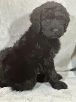 Winston , a male Labradoodle for sale in Lakeland, FL – Photo 5 of 10