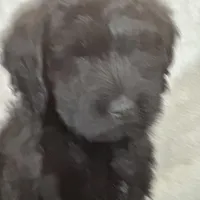 Winston , a male Labradoodle and Poodle - Standard  for sale in Lakeland, FL – Photo 9 of 10