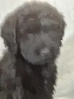 Winston , a male Labradoodle for sale in Lakeland, FL – Photo 9 of 10