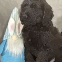 Winston , a male Labradoodle and Poodle - Standard  for sale in Lakeland, FL – Photo 4 of 10