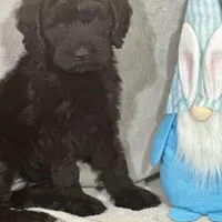 Winston , a male Labradoodle and Poodle - Standard  for sale in Lakeland, FL – Photo 8 of 10