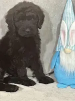 Winston , a male Labradoodle for sale in Lakeland, FL – Photo 8 of 10