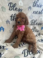 Ruth-125, a female Labradoodle and Poodle - Standard  for sale in Lakeland, FL – 10 of 10