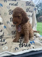 Clyde - 129, a male Labradoodle and Poodle - Standard  for sale in Lakeland, FL – 3 of 10