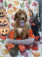 Daphne 398. F1b, a female Goldendoodle and Poodle - Miniature  for sale in Lakeland, FL – 8 of 10