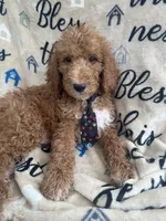 Rocky -322, a male Labradoodle and Poodle - Standard  for sale in Lakeland, FL – 7 of 10