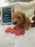 Toby -422, a male Goldendoodle and Poodle - Standard  for sale in Lakeland, FL – 3 of 10