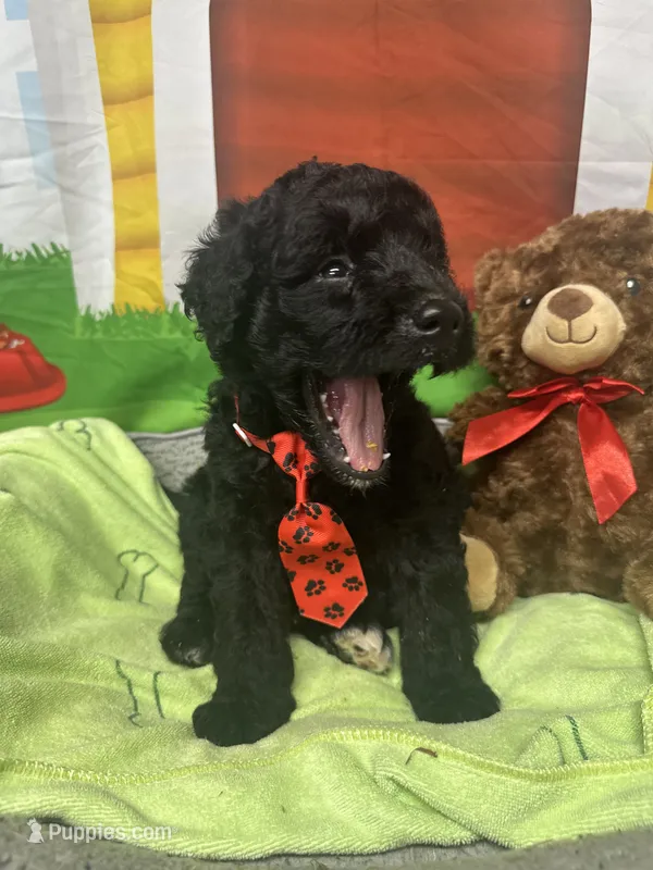Maxwell 385 – Bernedoodle, Miniature Bernedoodle puppy for sale in Lakeland, FL