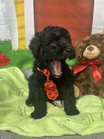 Maxwell 385, a male Bernedoodle and Miniature Bernedoodle for sale in Lakeland, FL – 1 of 10