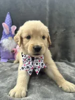 Sara  -193, a female Golden Retriever for sale in Lakeland, FL – 3 of 10