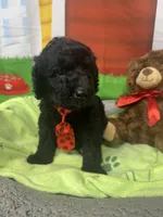 Maxwell 385, a male Bernedoodle and Miniature Bernedoodle for sale in Lakeland, FL – 8 of 10