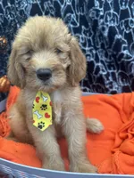 Male, a male Labradoodle and Golden Retriever for sale in Lakeland, FL – 2 of 10