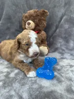 Bear 127, a male Aussiedoodle and Poodle - Miniature  for sale in Lakeland, FL – 1 of 10
