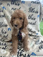 Rocky -322, a male Labradoodle and Poodle - Standard  for sale in Lakeland, FL – 3 of 10