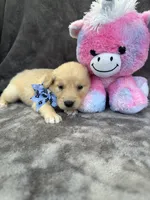 Bailey 577, a female Golden Retriever for sale in Lakeland, FL – 9 of 10