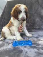 Dash 385 F1b, a male Goldendoodle and Poodle - Miniature  for sale in Lakeland, FL – 4 of 10