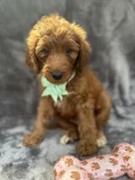 Dixie 399 F1b, a female Goldendoodle and Poodle - Miniature  for sale in Lakeland, FL – 2 of 10