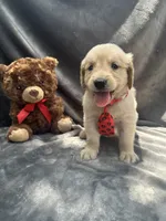 Simba - 429, a male Golden Retriever for sale in Lakeland, FL – 8 of 10