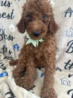 Reign - 320, a female Labradoodle and Poodle - Standard  for sale in Lakeland, FL – 7 of 10