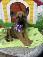 Keaira 381, a female Belgian Malinois and German Shepherd Dog for sale in Lakeland, FL – 3 of 10