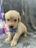 Sophie - 197, a female Golden Retriever for sale in Lakeland, FL – 3 of 10
