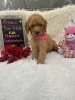 Tammi-328, a female Goldendoodle and Poodle - Standard  for sale in Lakeland, FL – 3 of 10