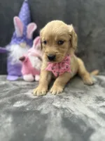 Suzzie -198, a female Golden Retriever for sale in Lakeland, FL – 4 of 10