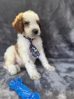 Diesel 390 F1b, a male Goldendoodle and Poodle - Miniature  for sale in Lakeland, FL – 6 of 10