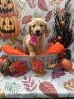 Brooklyn 572, a female Golden Retriever for sale in Lakeland, FL – 4 of 10