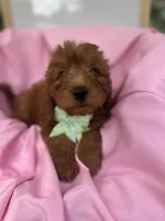 Izzie -421, a female Poodle - Miniature  and Miniature Goldendoodle for sale in Lakeland, FL – 2 of 10