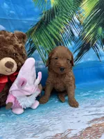 Izzie -421, a female Poodle - Miniature  and Miniature Goldendoodle for sale in Lakeland, FL – Photo 5 of 10