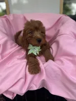 Izzie -421, a female Poodle - Miniature  and Miniature Goldendoodle for sale in Lakeland, FL – 3 of 10
