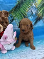 Izzie -421, a female Poodle - Miniature  and Miniature Goldendoodle for sale in Lakeland, FL – Photo 2 of 10