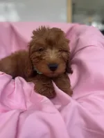 Izzie -421, a female Poodle - Miniature  and Miniature Goldendoodle for sale in Lakeland, FL – 4 of 10