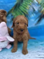 Izzie -421, a female Poodle - Miniature  and Miniature Goldendoodle for sale in Lakeland, FL – Photo 8 of 10