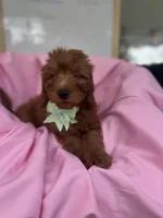 Izzie -421, a female Poodle - Miniature  and Miniature Goldendoodle for sale in Lakeland, FL – 7 of 10