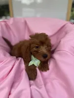 Izzie -421, a female Poodle - Miniature  and Miniature Goldendoodle for sale in Lakeland, FL – 6 of 10
