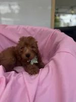 Izzie -421, a female Poodle - Miniature  and Miniature Goldendoodle for sale in Lakeland, FL – 9 of 10
