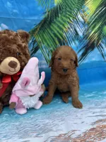 Izzie -421, a female Poodle - Miniature  and Miniature Goldendoodle for sale in Lakeland, FL – Photo 3 of 10