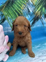 Izzie -421, a female Poodle - Miniature  and Miniature Goldendoodle for sale in Lakeland, FL – Photo 4 of 10