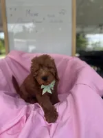 Izzie -421, a female Poodle - Miniature  and Miniature Goldendoodle for sale in Lakeland, FL – 8 of 10
