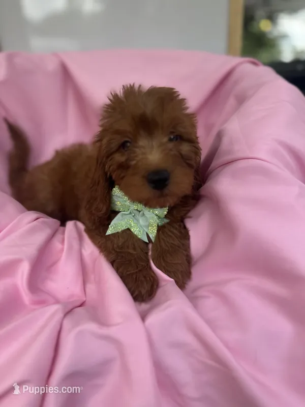 Izzie -421 – Poodle - Miniature , Miniature Goldendoodle puppy for sale in Lakeland, FL