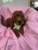 Izzie -421, a female Poodle - Miniature  and Miniature Goldendoodle for sale in Lakeland, FL – 1 of 10