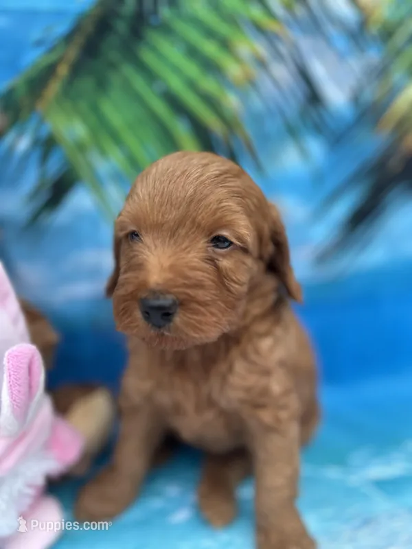 Izzie -421 – Poodle - Miniature , Miniature Goldendoodle puppy for sale in Lakeland, FL